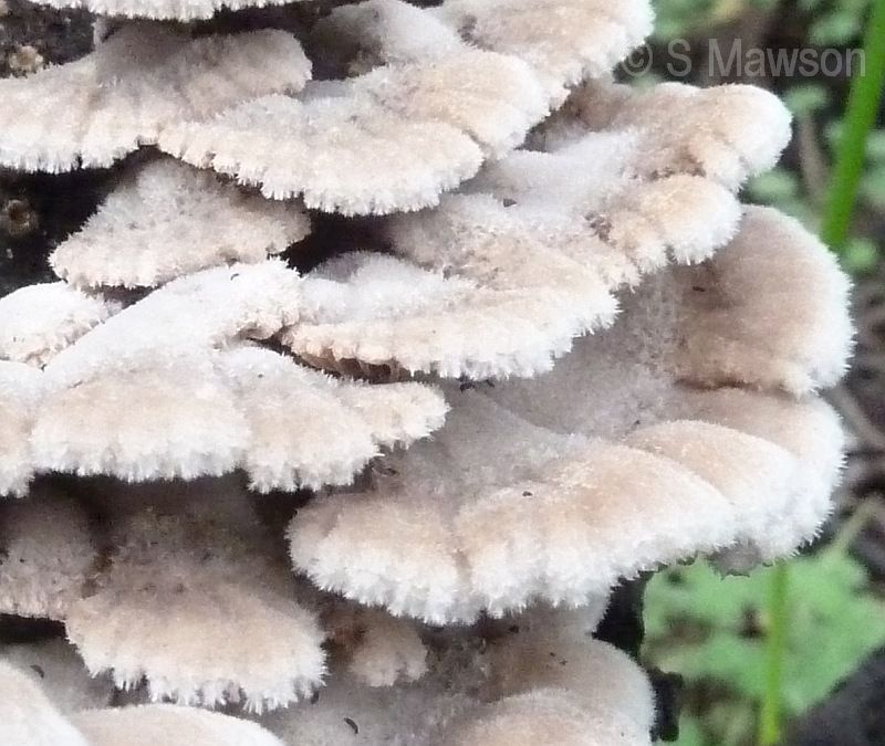 Schizophyllum commune