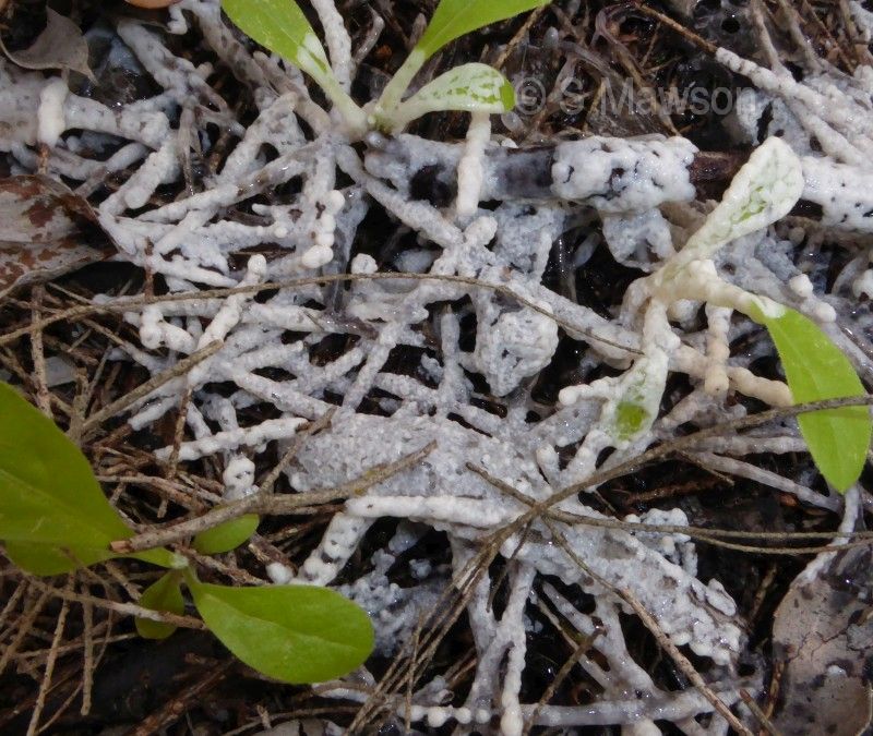 Slime Mould 1