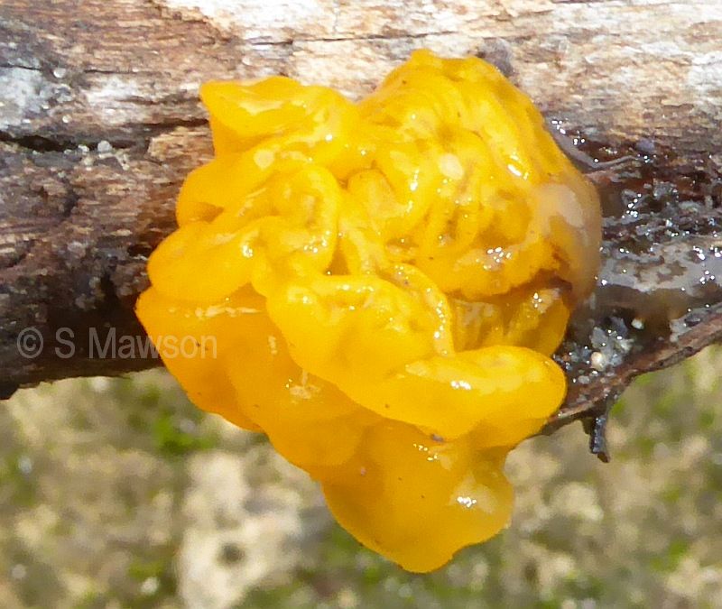 Tremella mesenterica