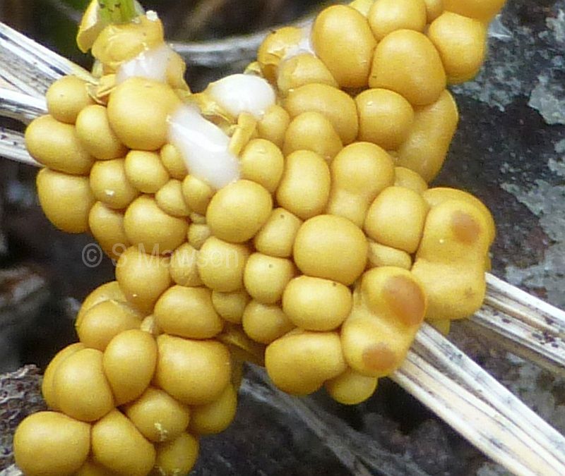 Trichia favoginea