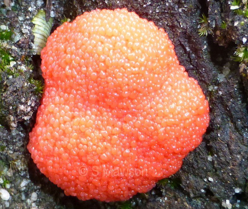 Tubifera ferruginosa