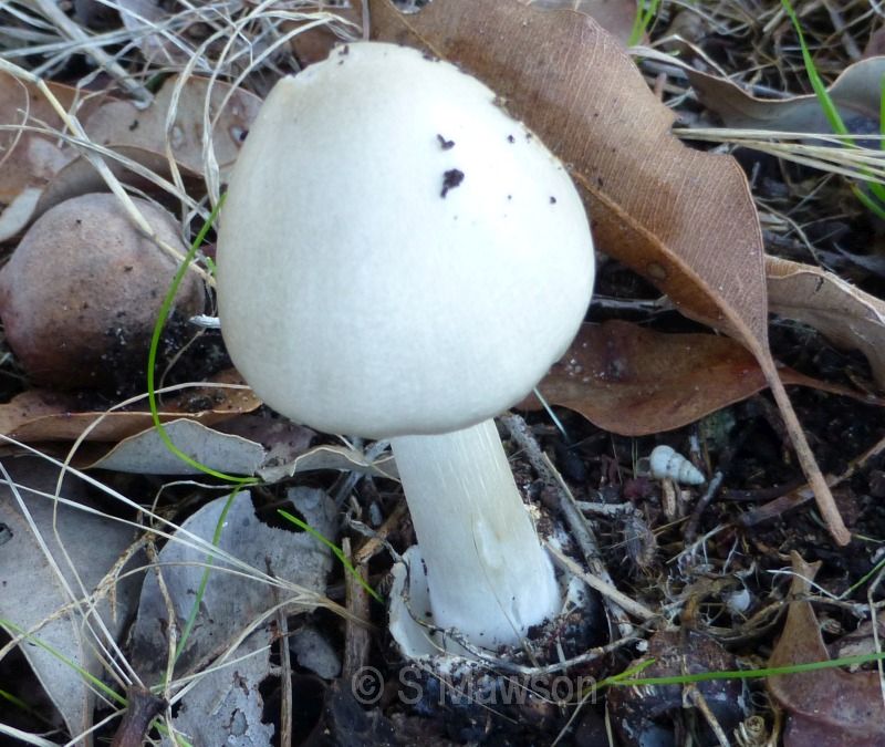Volvariella speciosa