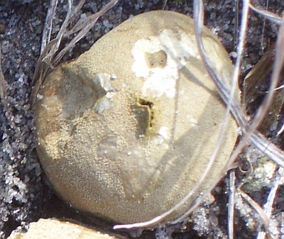 Bovista brunnea
