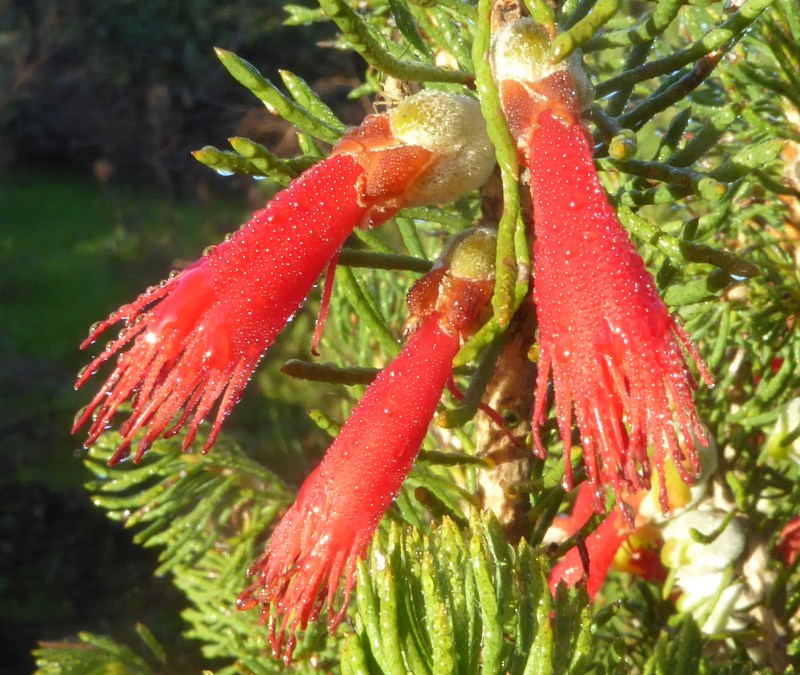 Calothamnus rupestris