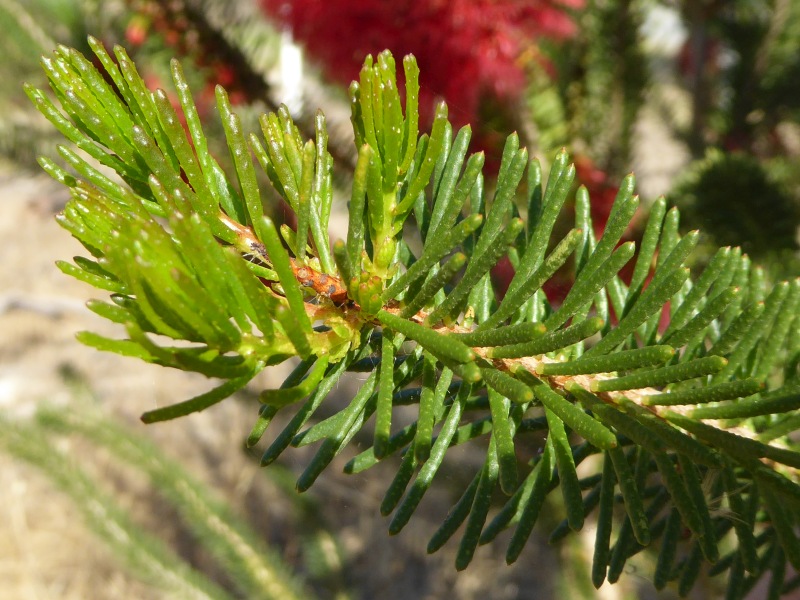 Calothamnus quadrifidus | Friends of Queens Park Bushland