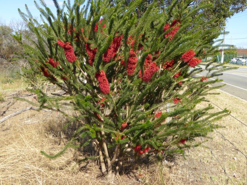 Calothamnus quadrifidus | Friends of Queens Park Bushland