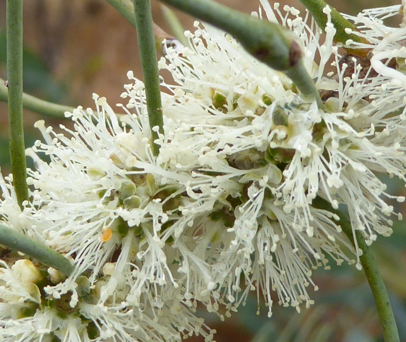 Melaleuca teretifolia