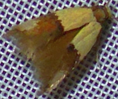 Moth 14