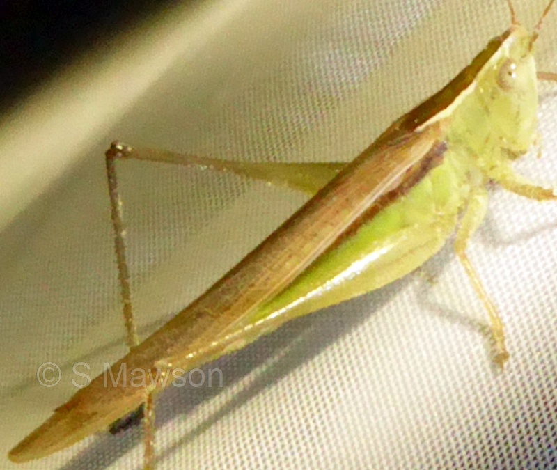 Conocephalus (Chloroxiphidion) upoluensis