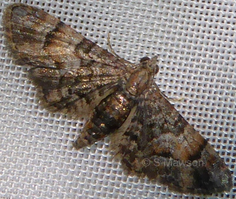 Chloroclystis metallospora