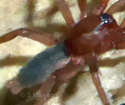 Gnaphosidae 1