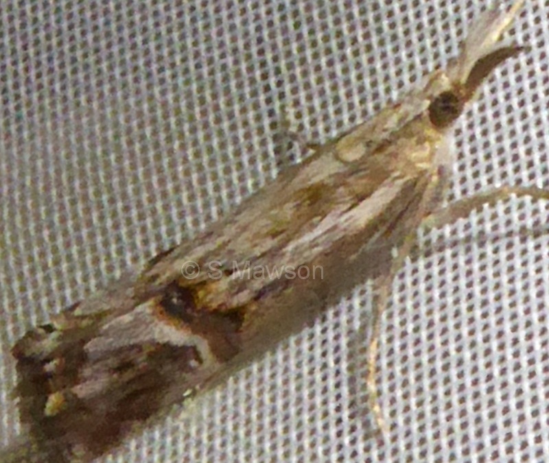 Hednota longipalpella
