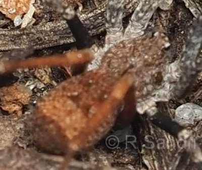 Miturgidae 2