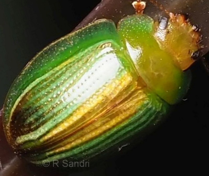 Peltoschema suturalis