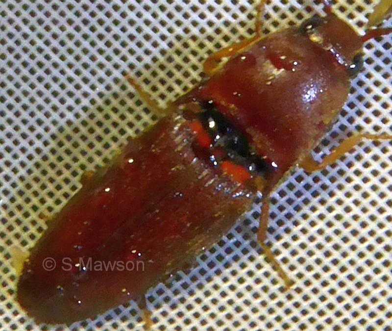 Elateridae 3