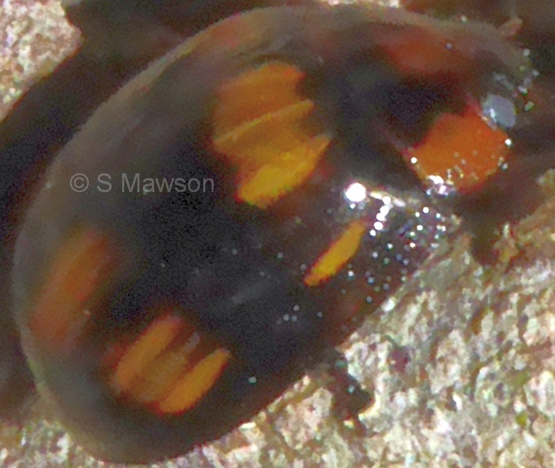 Paropsisterna nigerrima