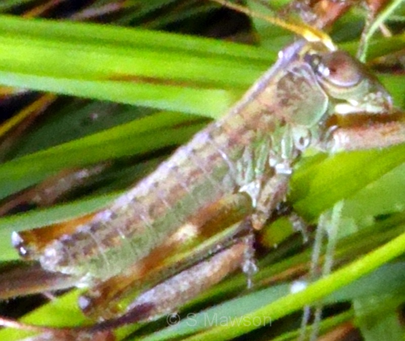 Tympanophora andreae (female)