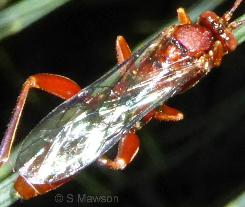 Wasp 12