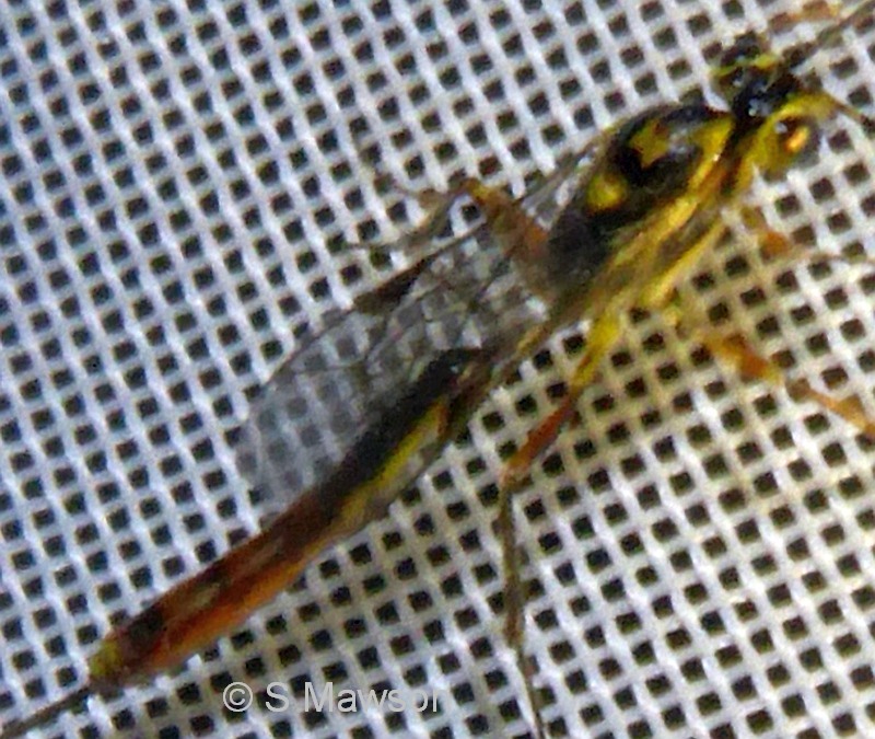 Wasp 13
