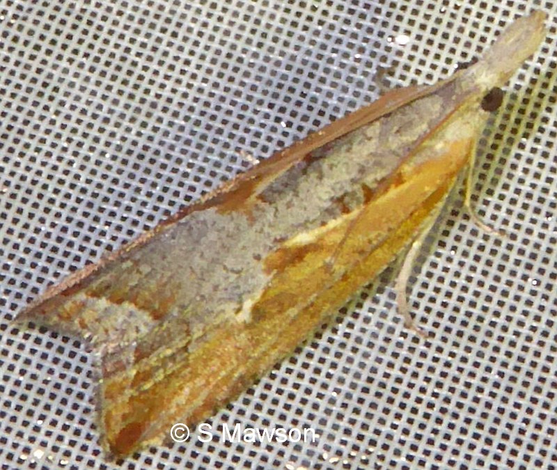 Arotrophora arcuatalis