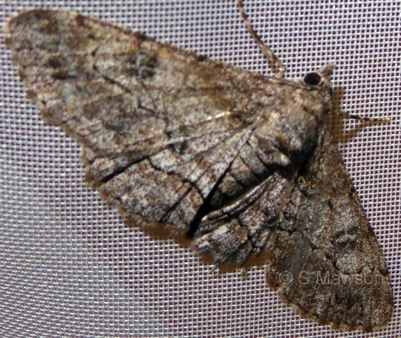Cleora displicata