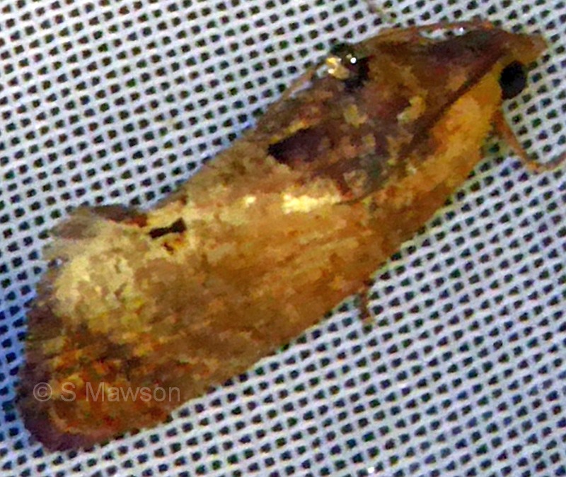 Cryptophlebia ombrodelta (male)