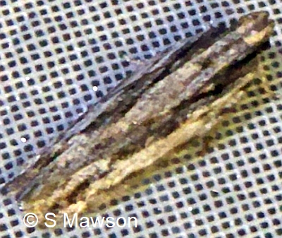 Leptozestis sp. 1