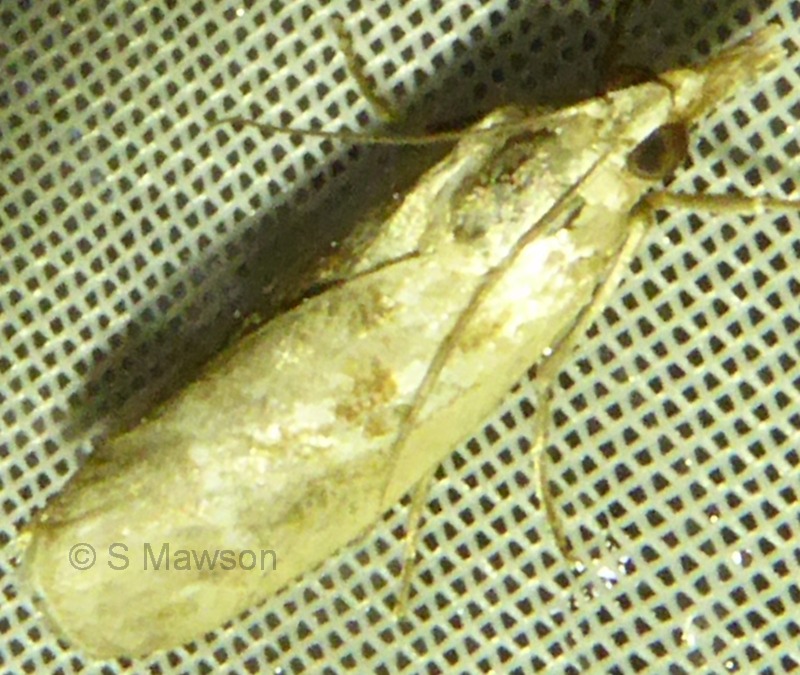 Moth 2