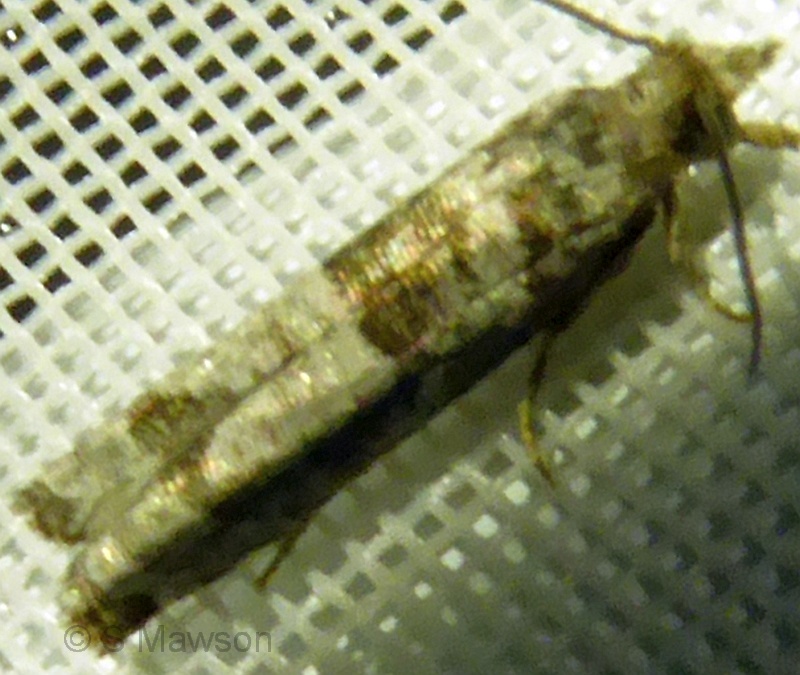 Spilonota constrictana